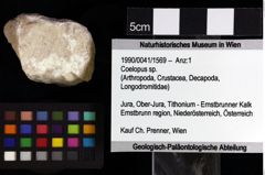 Foto (Objket + Etiketten) von Goniodromitidae indet. 